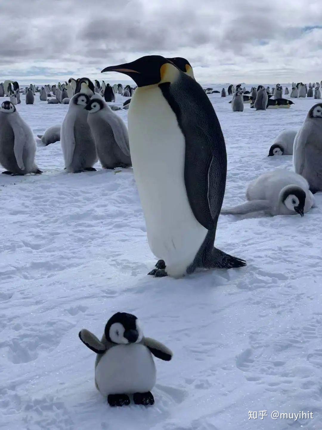 國王 企鵝 小時候 (99) 사진