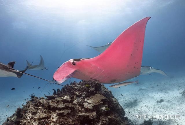 粉红色的珊瑚蝠鲼你见过吗
