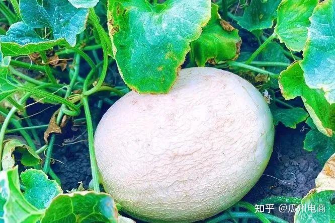 瓜州银蒂白兰瓜，蜜瓜中的哈根达斯 - 知乎