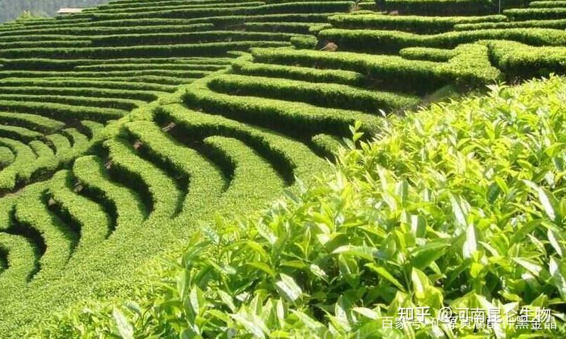 茶叶种植用什么肥料合适？春季茶叶高产专用肥昆仑风？ - 知乎