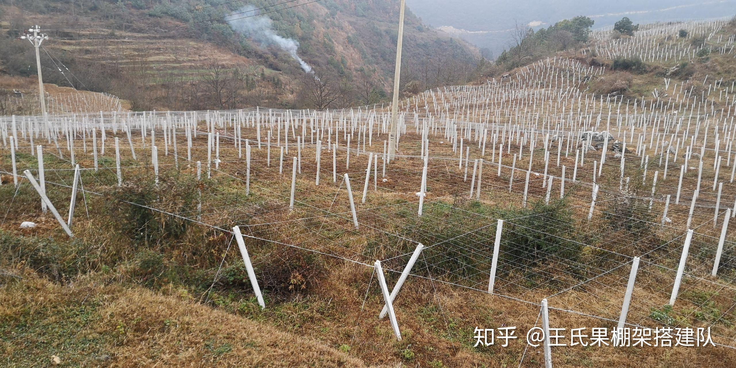 百香果種植搭設棚架方法