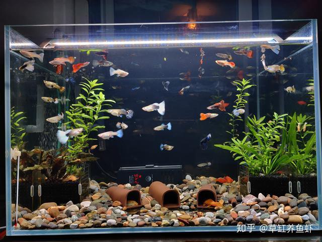 鱼缸要不要铺底用什么铺底这3种类型我有4个建议