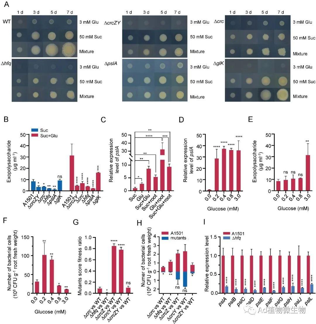 iScience | 中国农业科学院生物技术研究所研究解析联合固氮菌挑食的根际适应机制! - 知乎