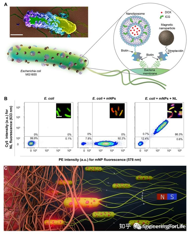 《Science Advances》：基于磁性细菌用于3D微环境下刺激响应性药物递送 知乎