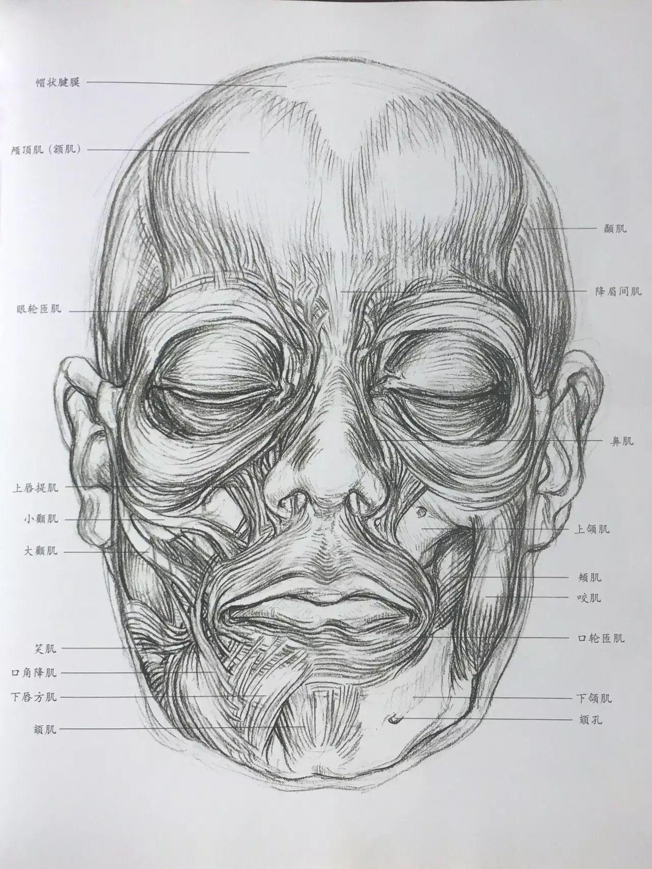 面部血管清晰图-图库-五毛网
