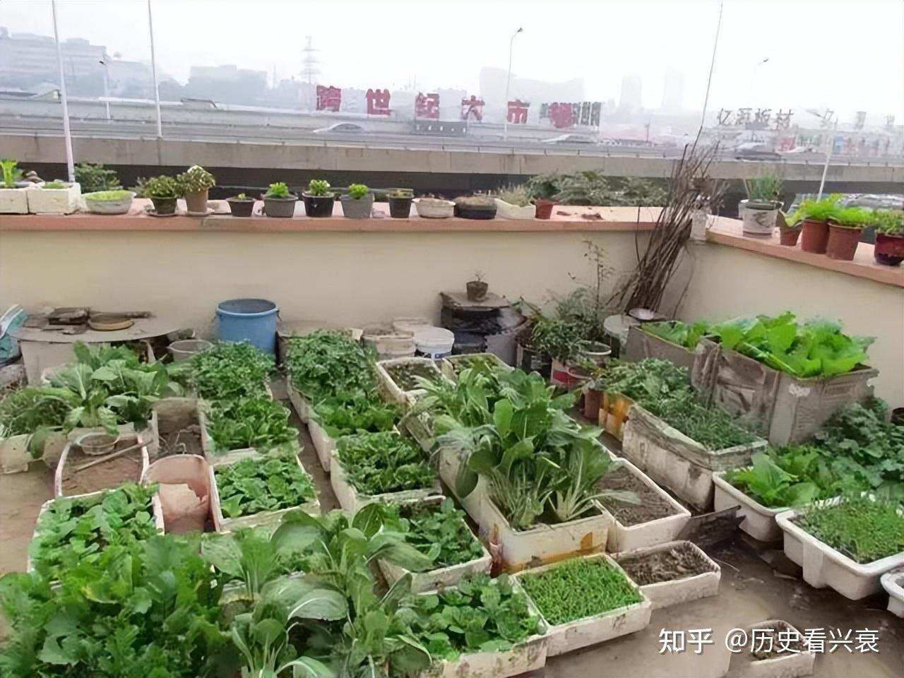 谁说城里人不会种菜？高层居民楼顶现“空中菜园”