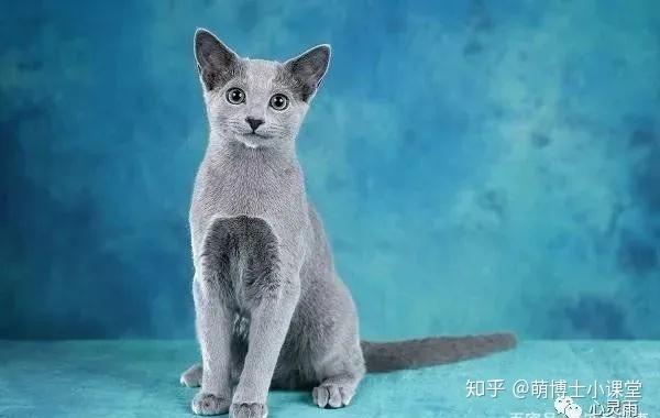 全球十大名猫 - 知乎
