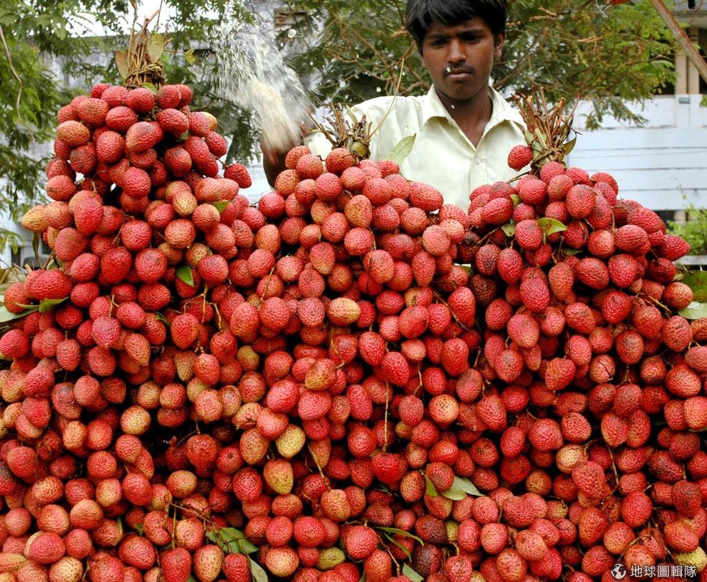 白居易在《荔枝图序》中细腻的描述:「朵如葡萄,核如批杷,壳如红缯