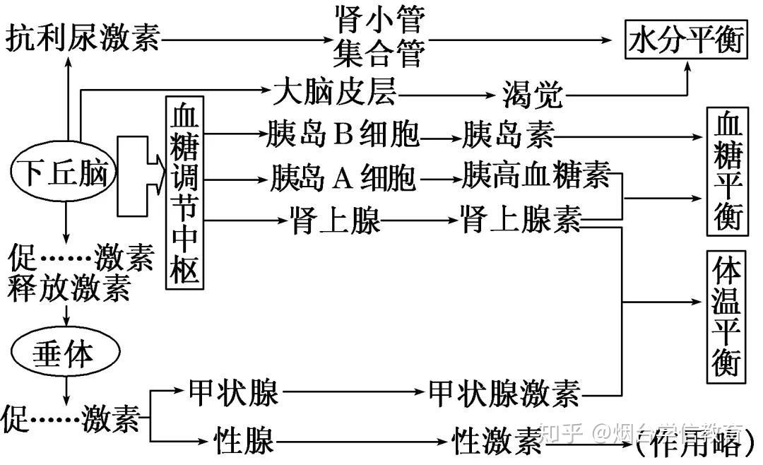 人体激素调节模式图图片