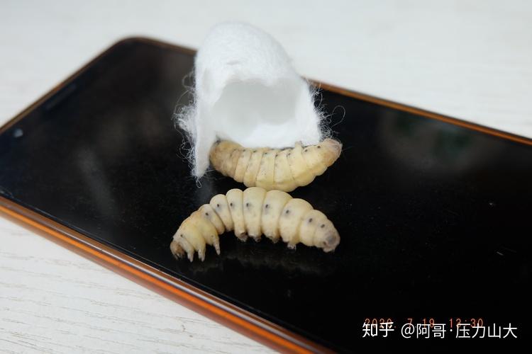 v2-6c3e5abf7964e37a58858aa54cd54d3b_r.jpg