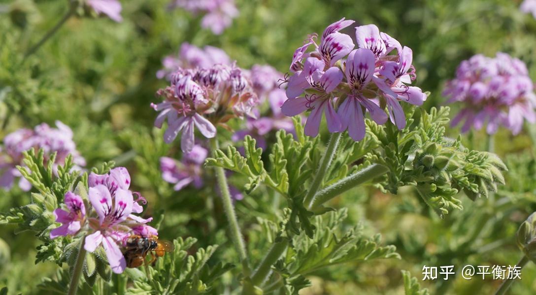 玫瑰天竺葵精油益处用途和注意事项rosegeraniumoilbenefitsusesside