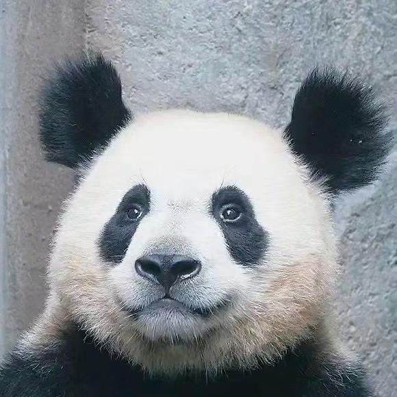 蛋蛋