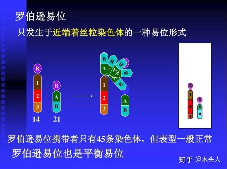 染色体异常报告罗氏易位篇