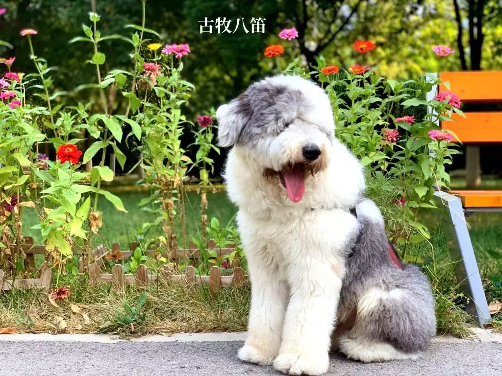 边牧 狗狗 宠物摄影|摄影|其他摄影|DuoooEr - 原创作品 - 站酷 (ZCOOL)