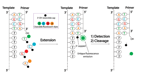 微观探索人体奥秘024第二代测序技术illumina测序