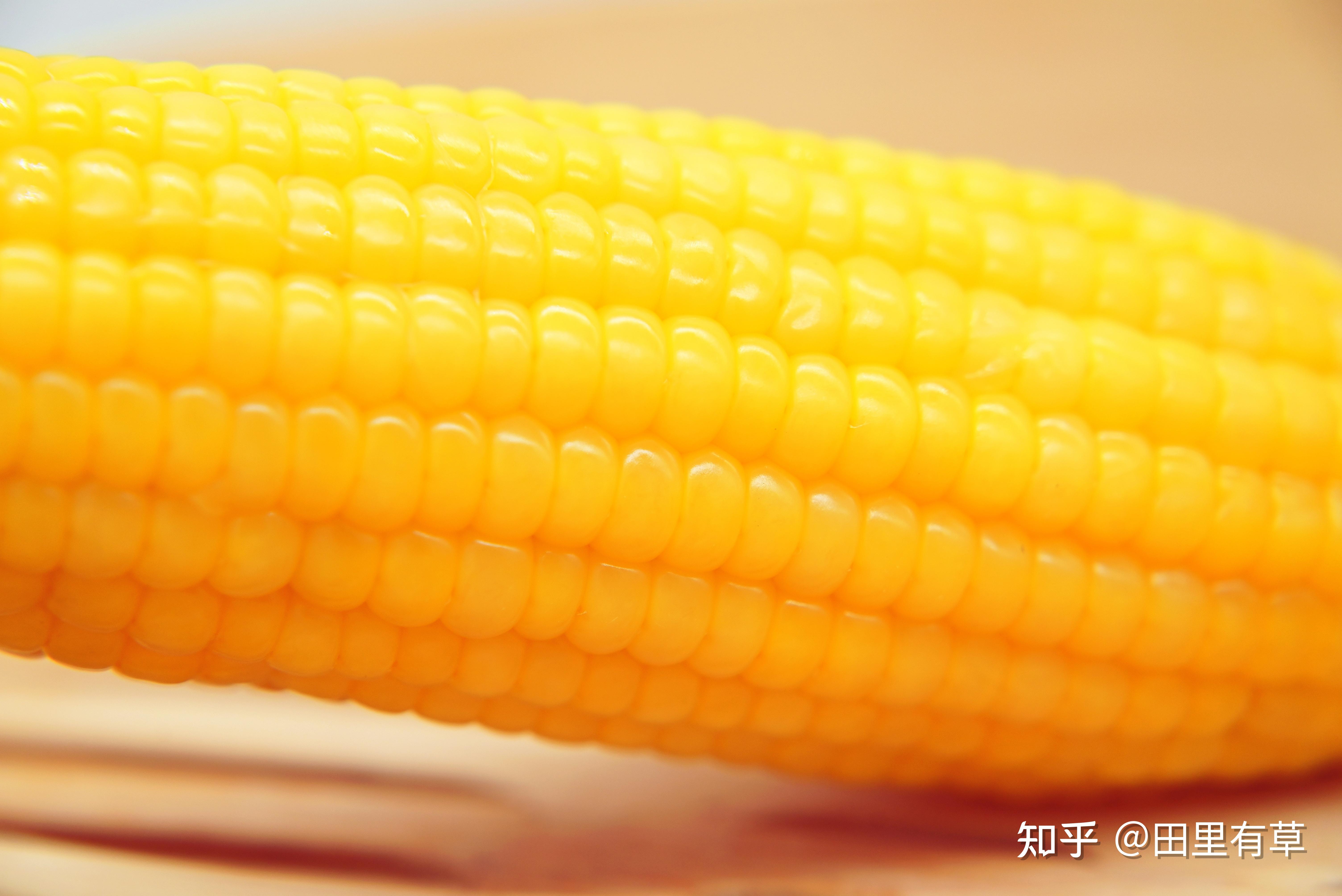 如何分辨玉米的种类？玉米又该怎么煮？【食材区分】 - 知乎