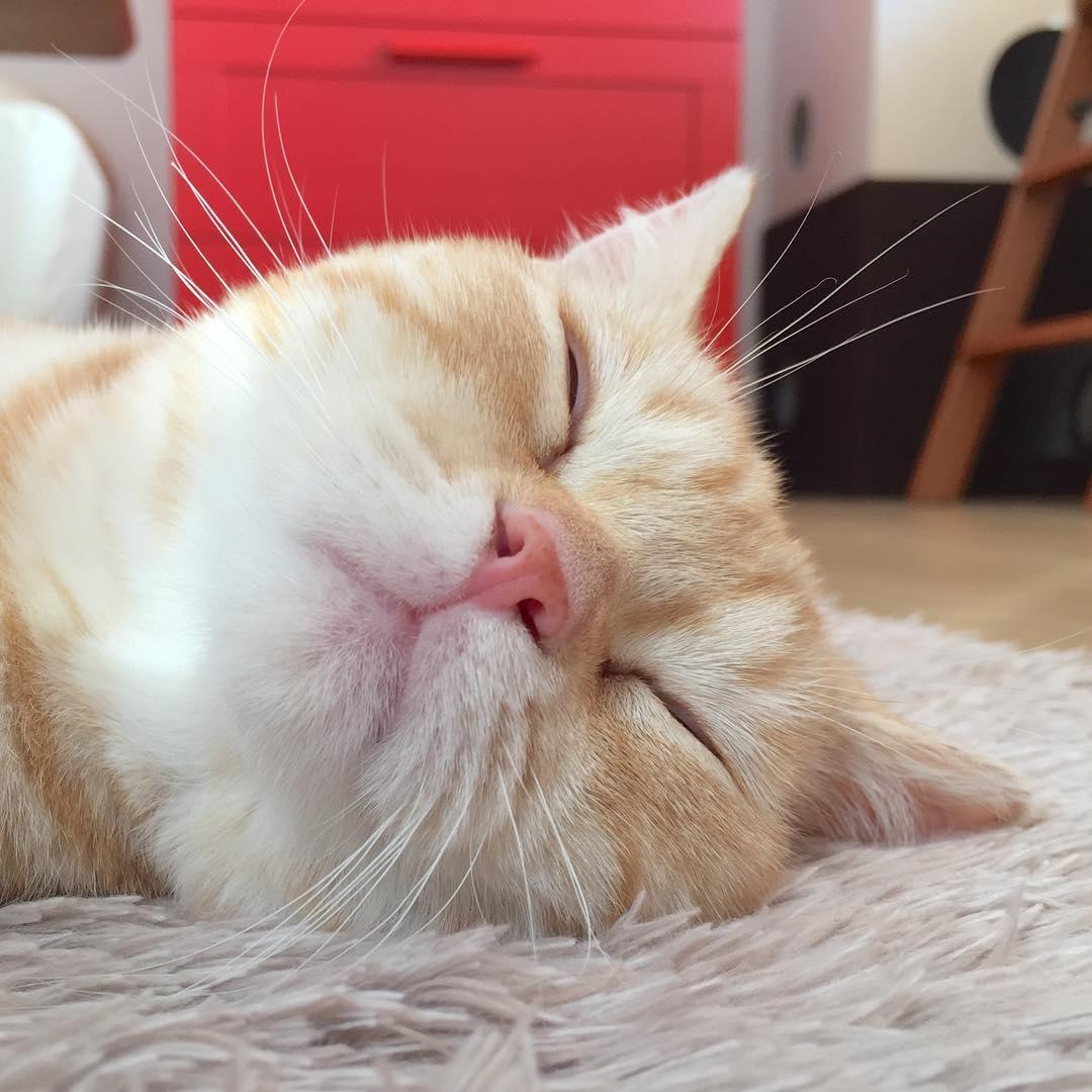 橘黄色毛发的英国短毛猫算橘猫吗