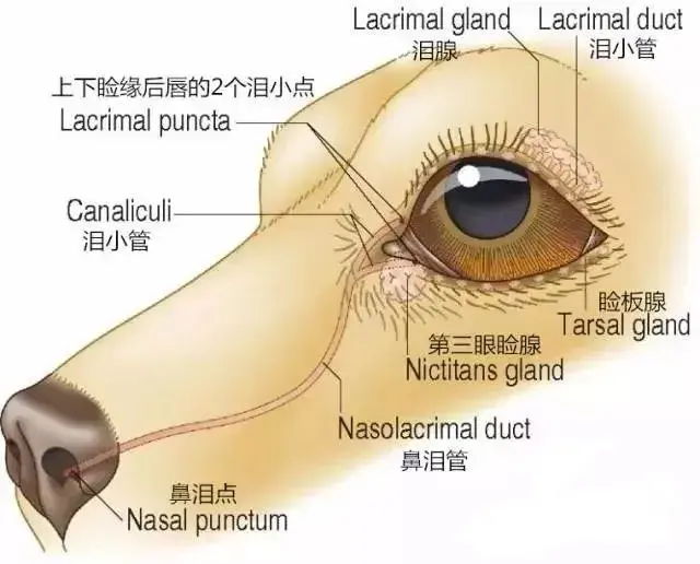 玫斯科普丨犬猫为啥会有泪痕