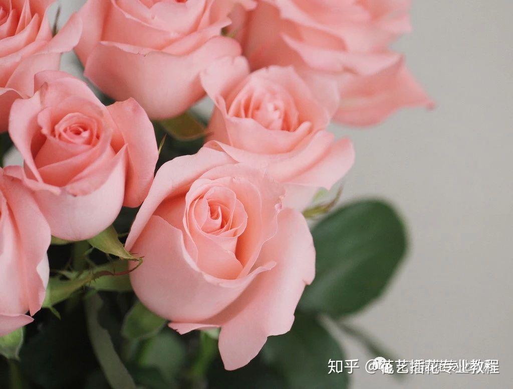 多头玫揭秘（一） | 因为值得，所以美丽！ 花易宝官网-中国领先的花卉批发电商撮合交易平台！
