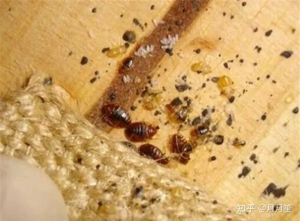 当心床垫缝隙里的臭虫,昼伏夜出好吸血!
