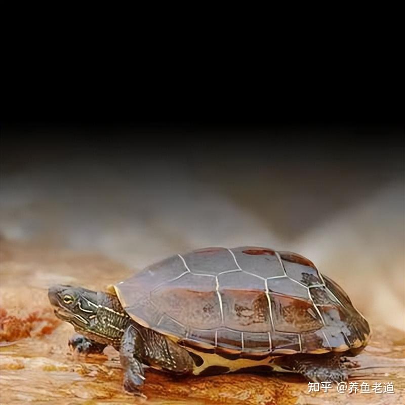 市面上都有哪些常见的宠物龟，什么龟比较适合家养？ - 知乎