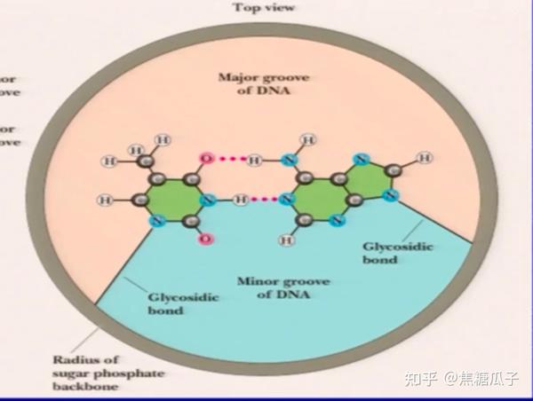 分子生物学 第二章 核酸的结构与功能 - 知乎