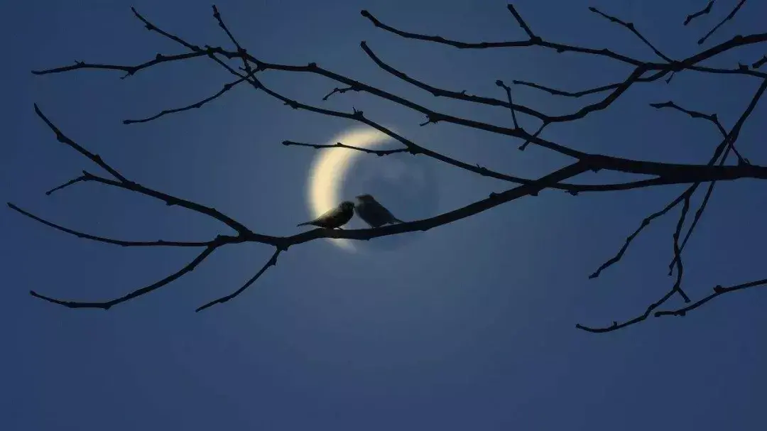 古诗词鉴赏 月夜 夜月