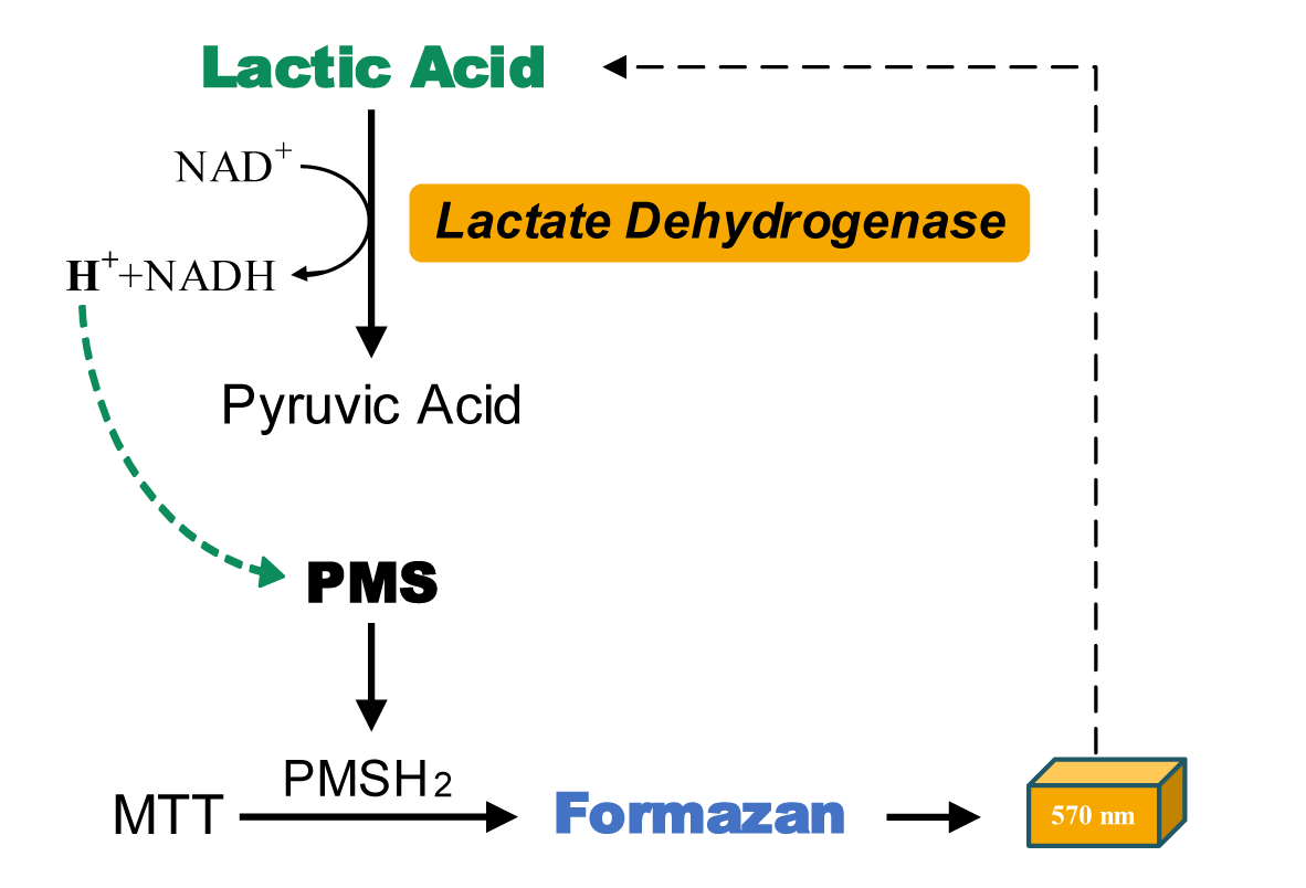 进一步通过pms的递氢作用,还原氧化型噻唑蓝(mtt)生成甲瓒,产物在570