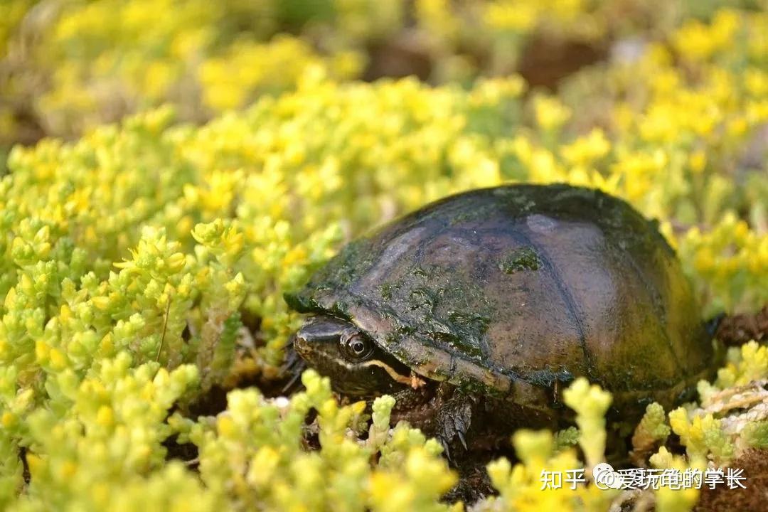 学长知识篇：认识半水龟 - 知乎