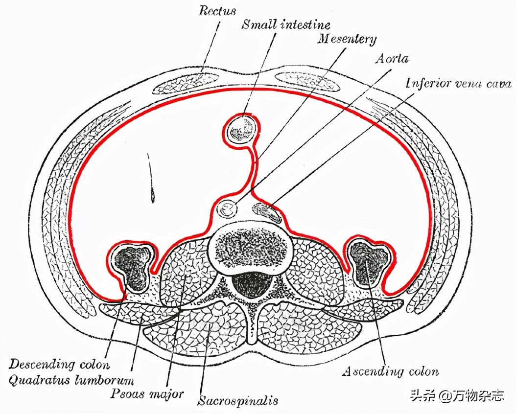 肠道横切结构图图片