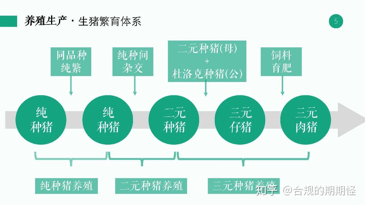 生豬期貨即將上市帶您瞭解生豬產業