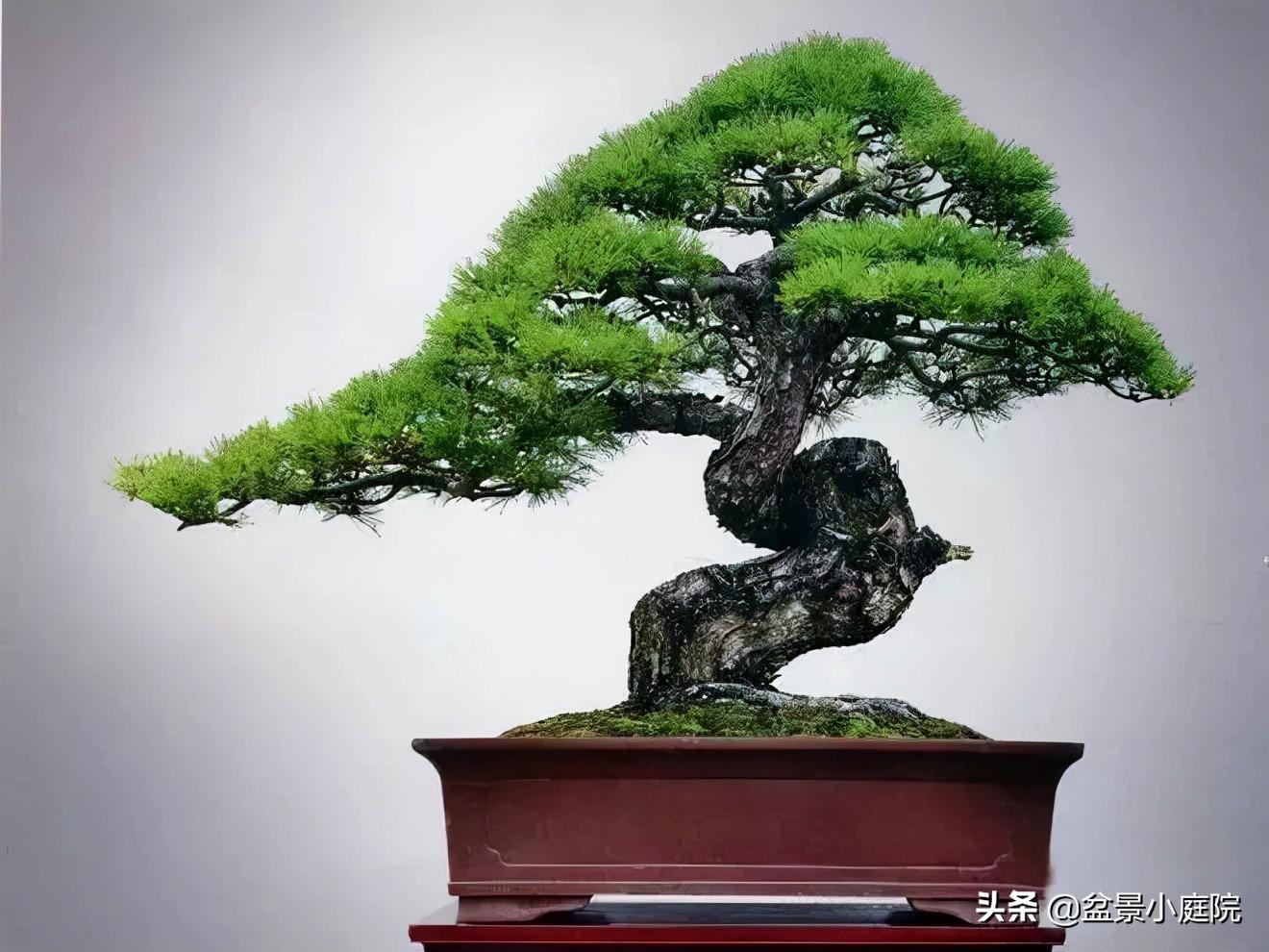 6种高端松树盆景,日本品种占一半,最后1个却是中国一级保护植物