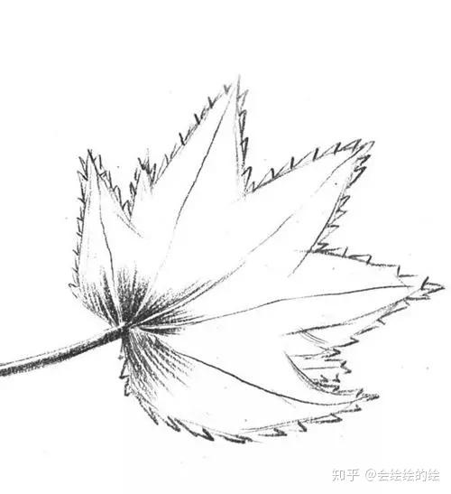 树叶素描教程:枫叶素描画步骤详解,适合初学者 - 知乎