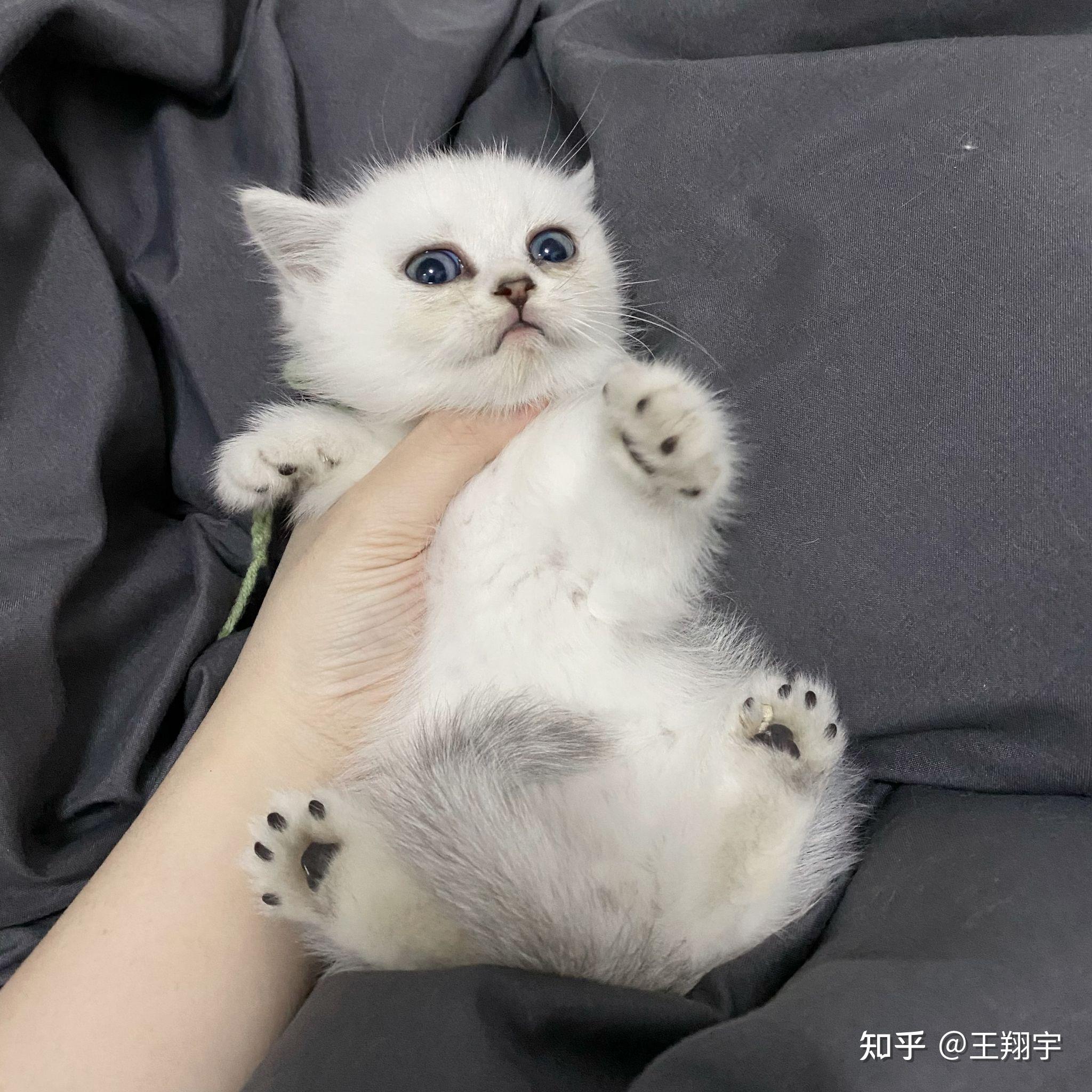【猫咪领养】银渐层弟弟(2个月大)找新家啦-深圳区域 - 知乎