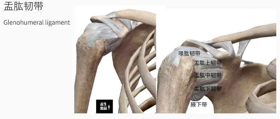 肩关节肌骨解剖学盂肱关节静态稳定韧带