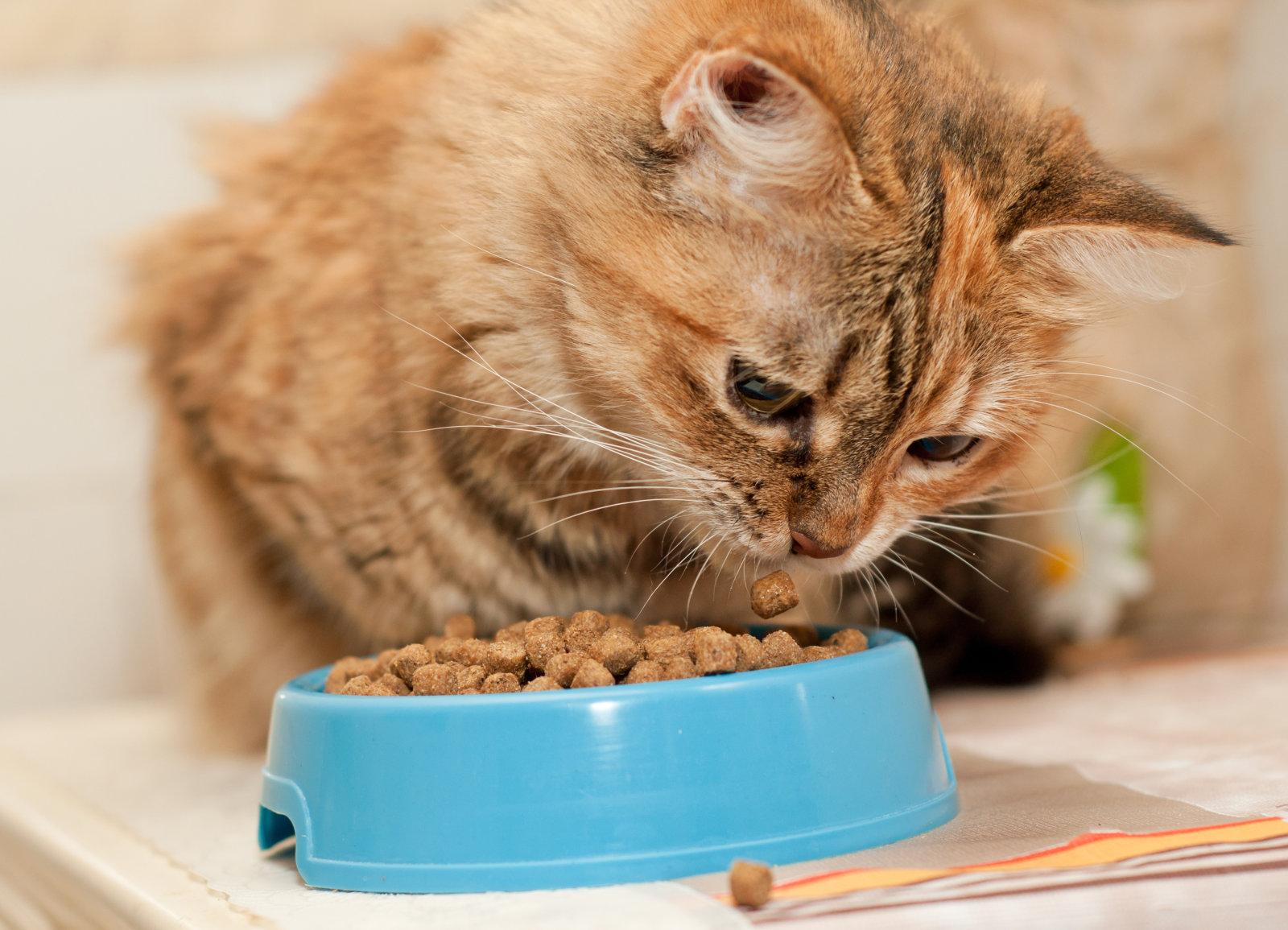 分享猫咪的饮食攻略，跟着WoWo一起学习如何买猫粮吧 - 哔哩哔哩