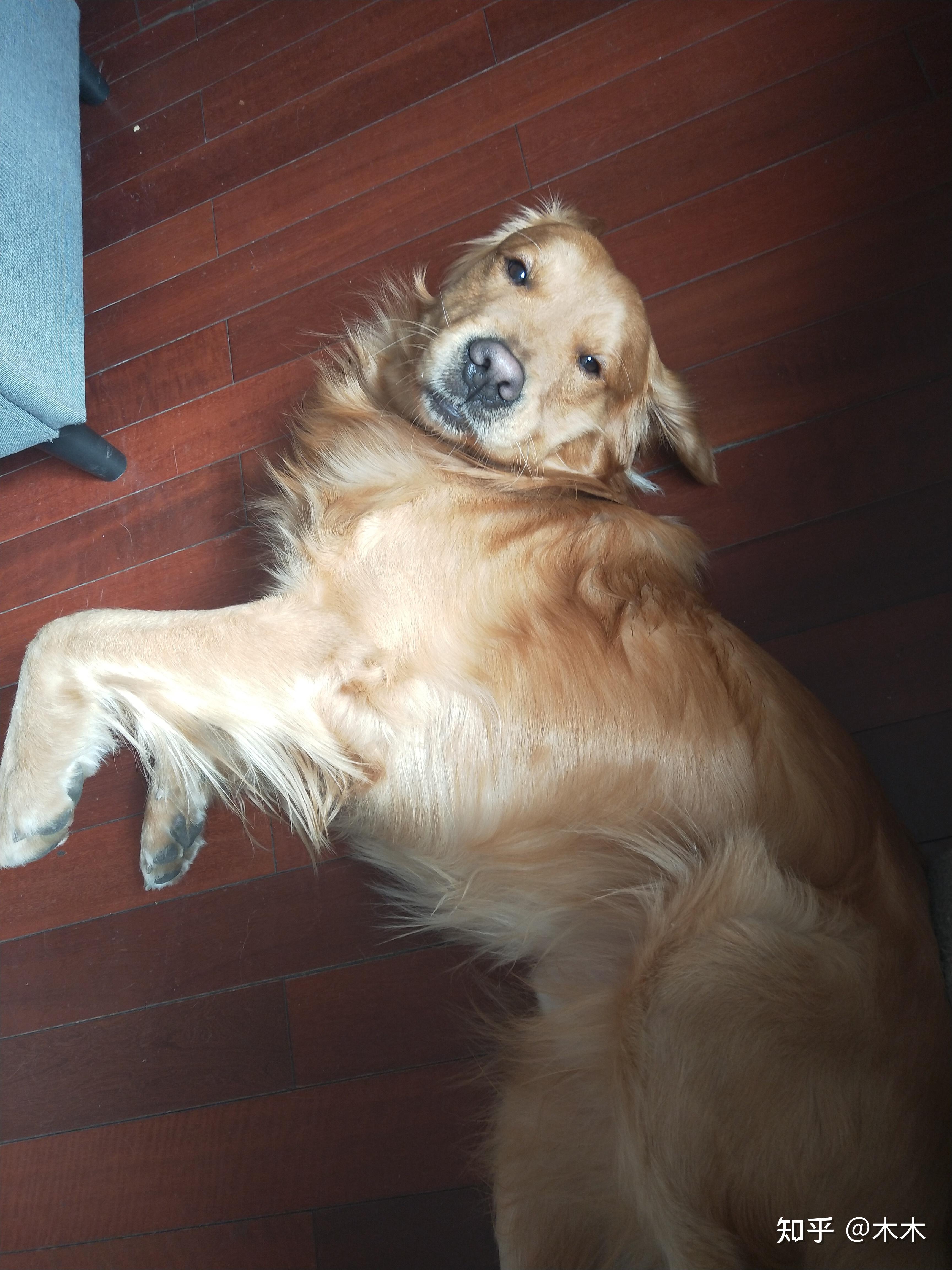 家中老年犬金毛12岁,后腿无力,没法从趴着的姿势站起来怎么办?