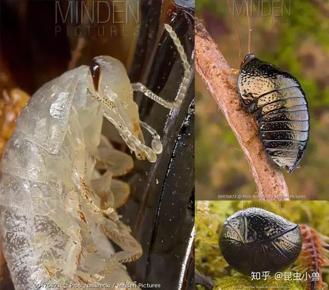 蚊子产卵蟑螂哺乳昆虫界各种颠覆三观的繁殖方式