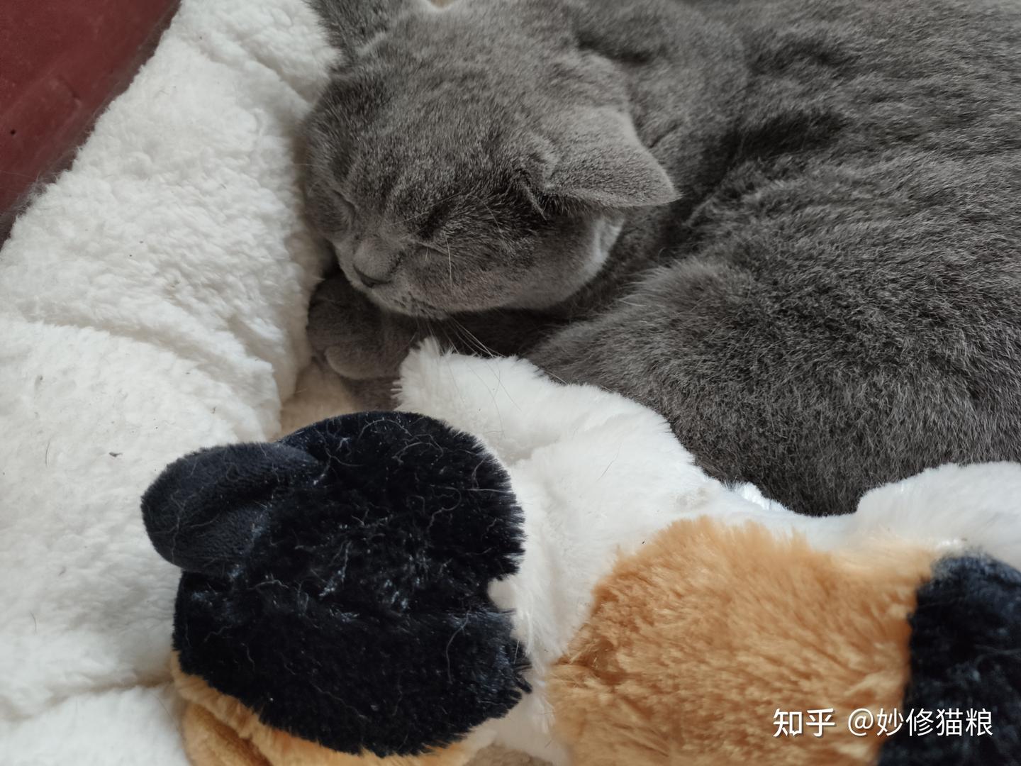 英短猫喜欢这样睡觉，说明它心里没有你- 知乎