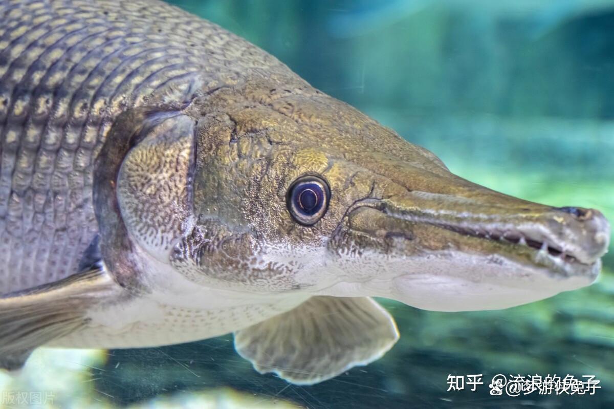 奇妙动物之鳄雀鳝 - 知乎