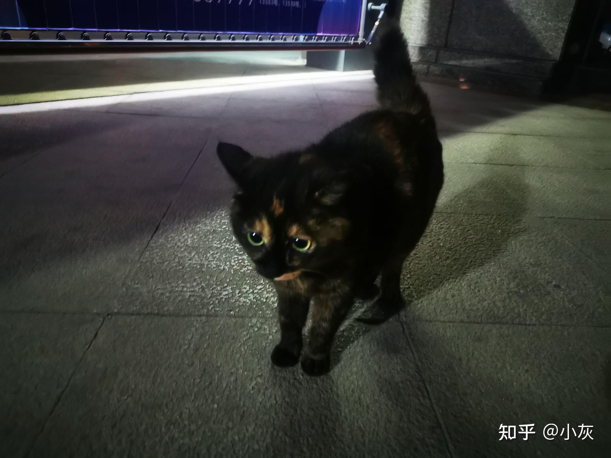 玳瑁猫有没有貌美的例外存在