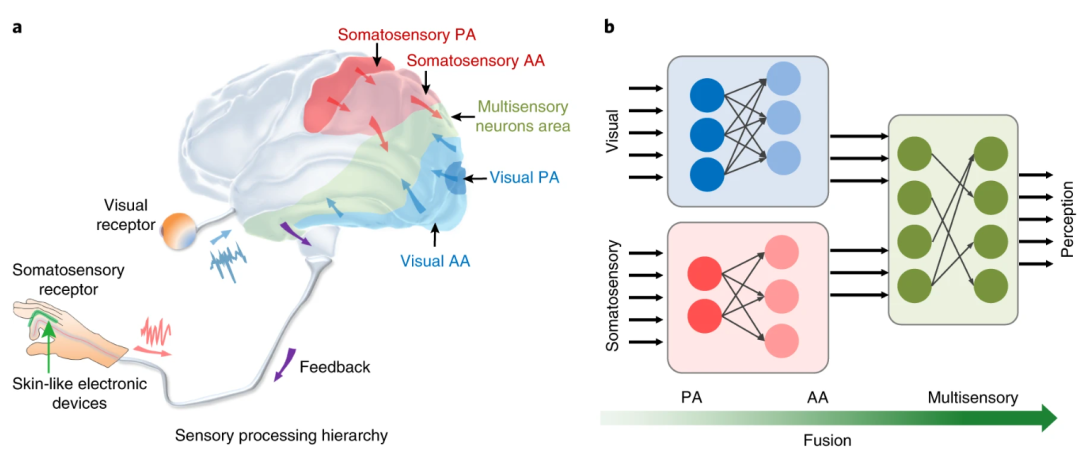 新加坡南洋理工大学陈晓东教授：基于柔性传感器的生物启发的视觉和体感融合学习 - 知乎