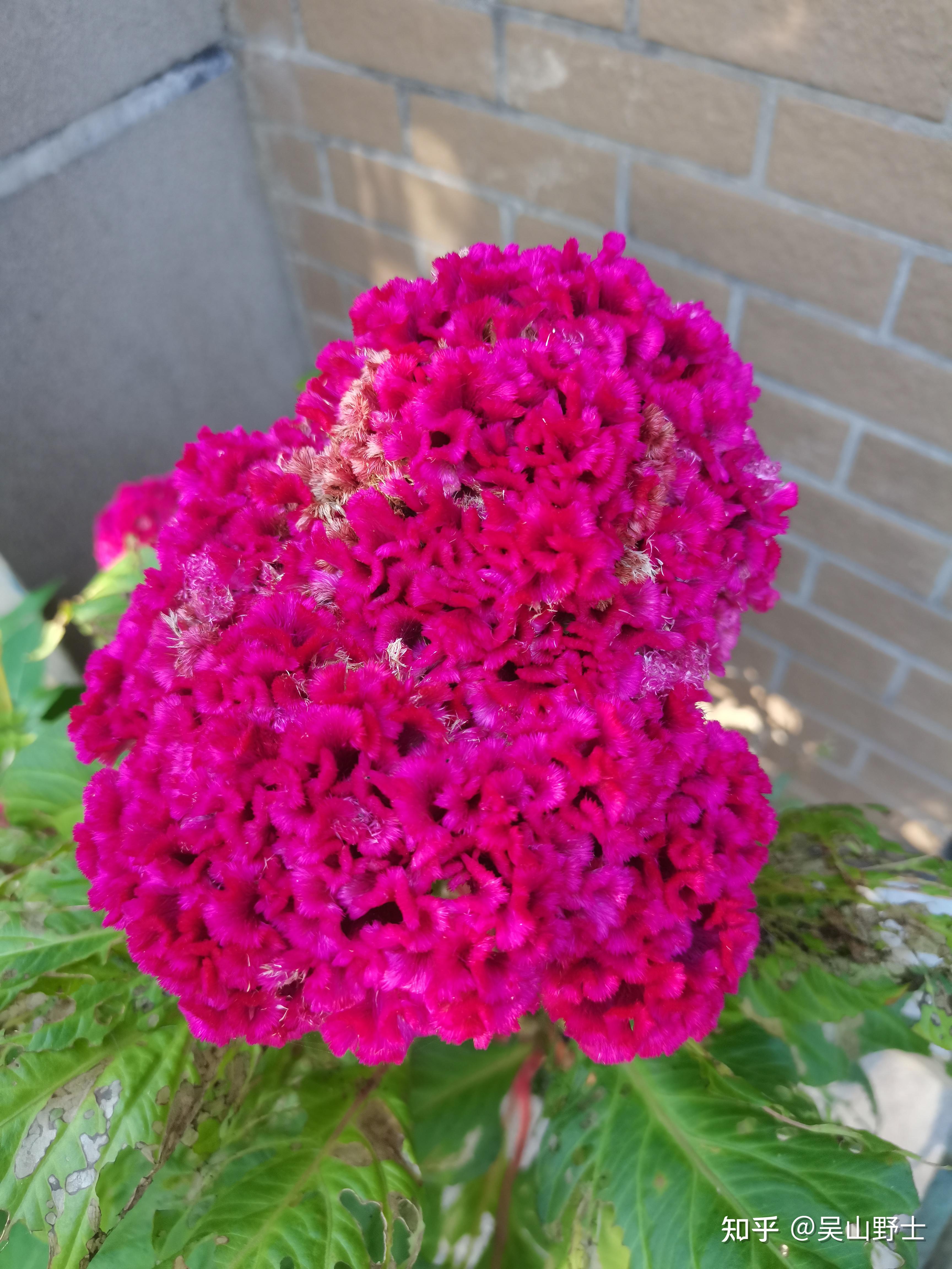 七绝鸡冠花平水韵