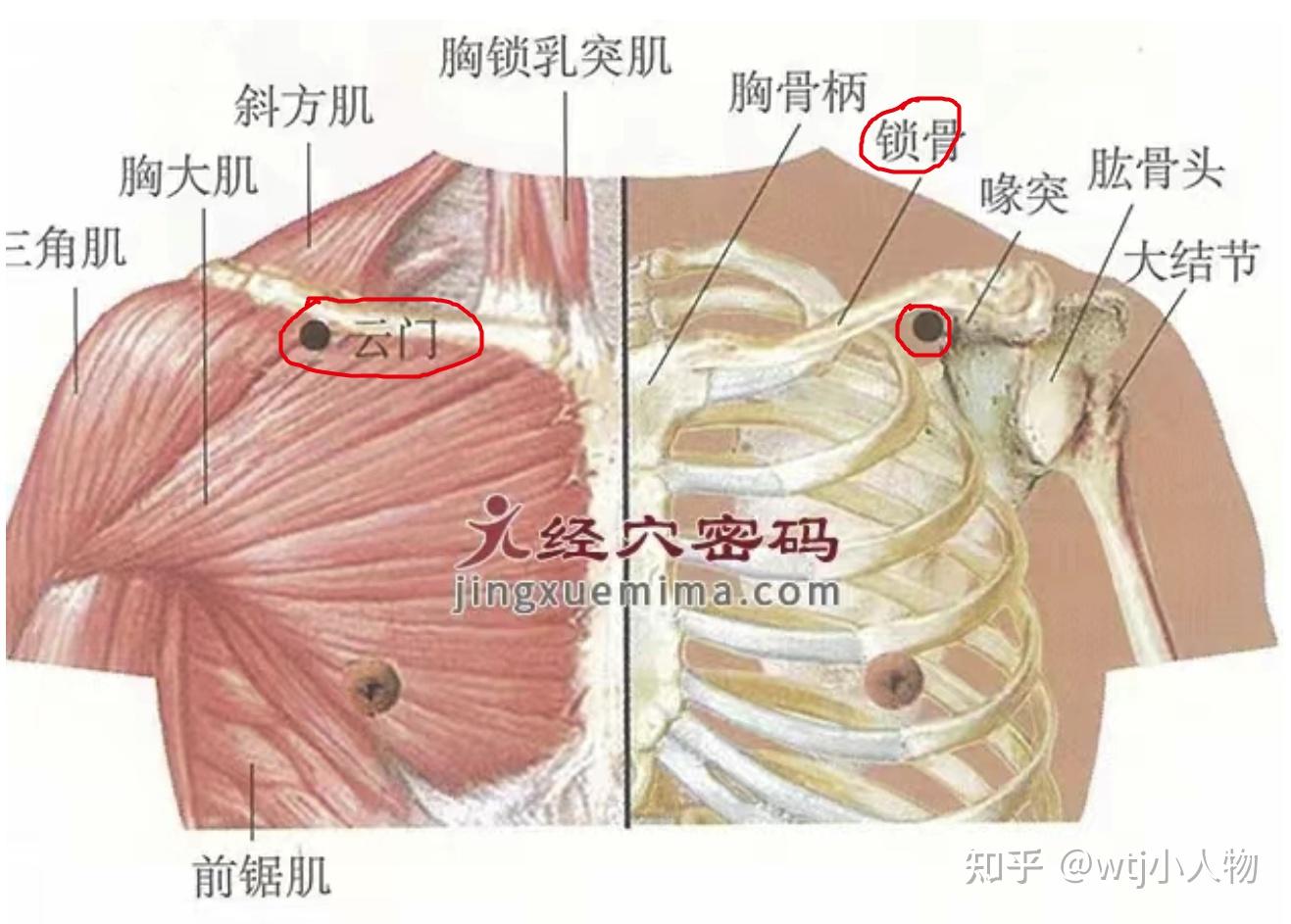 云门穴-中府穴-位置 - 知乎