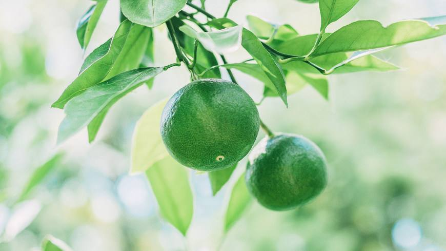 关于精油能让人开心的绿橘