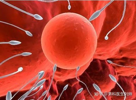 什么是血精,出现的原因及如何处理? - 知乎