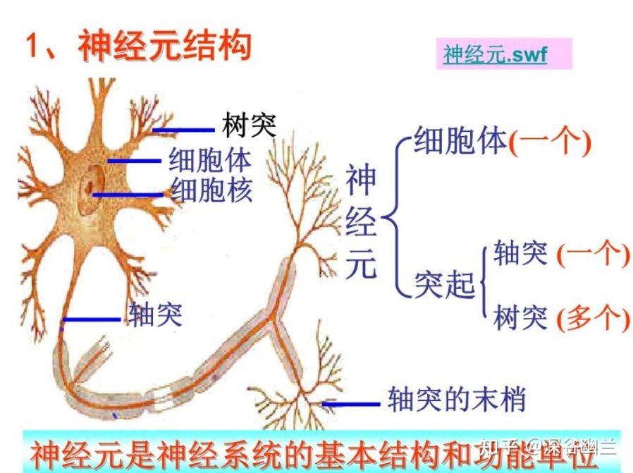 神经系统 - 知乎