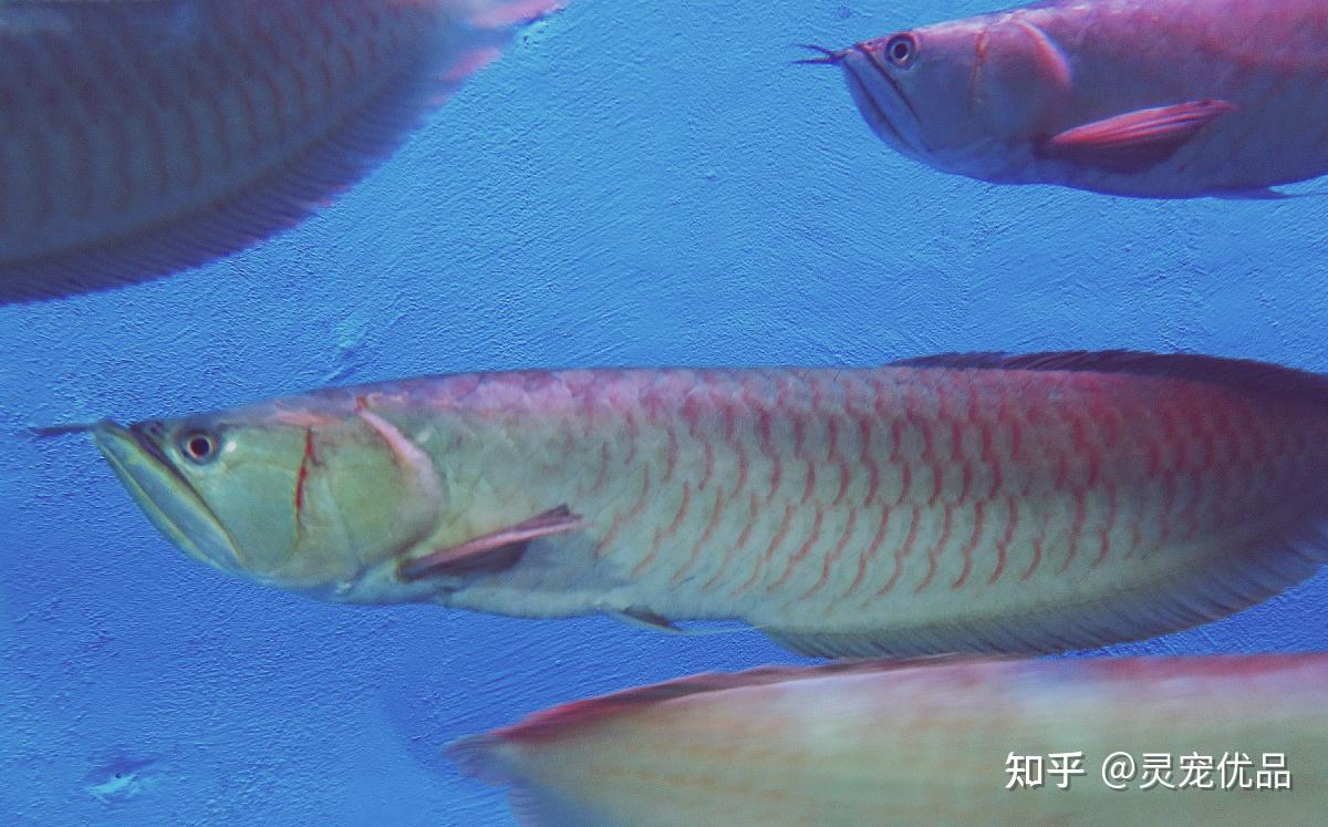 整个鱼体呈长带形,体色呈银白色,鱼鳞在光线的照射下闪烁着银色的光