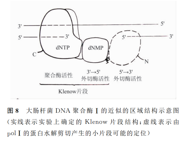 1957年,科恩伯格和他的合作者在大肠杆菌中国发现了第一个dna聚合酶