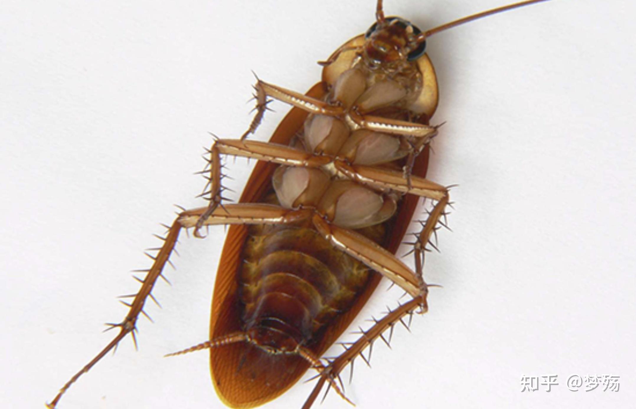 厦门海关在进境空箱中截获2000只活体蟑螂的危害求赞